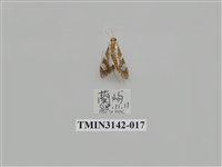 藏品(螟蛾289)的圖片